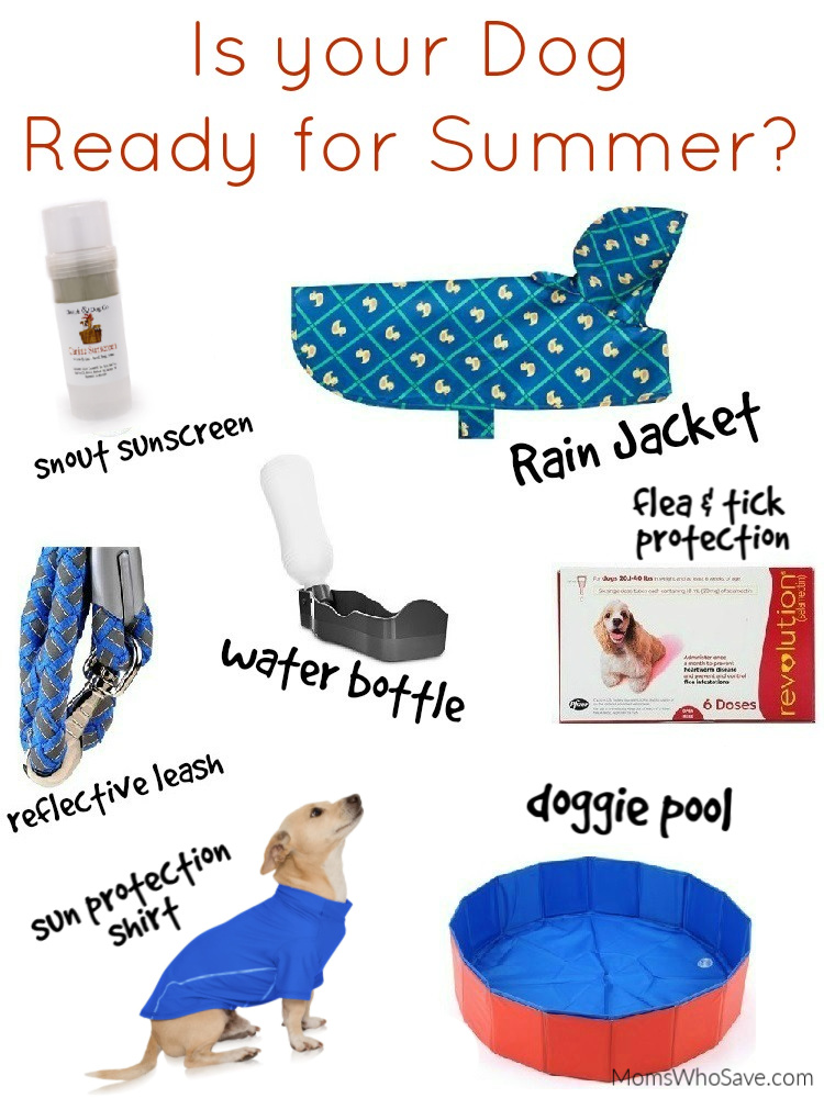 Summer Essentials for Dogs