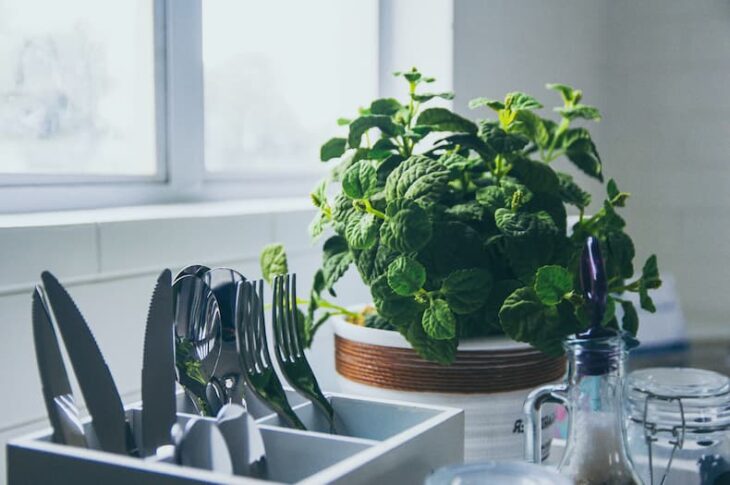 how to store fresh herbs