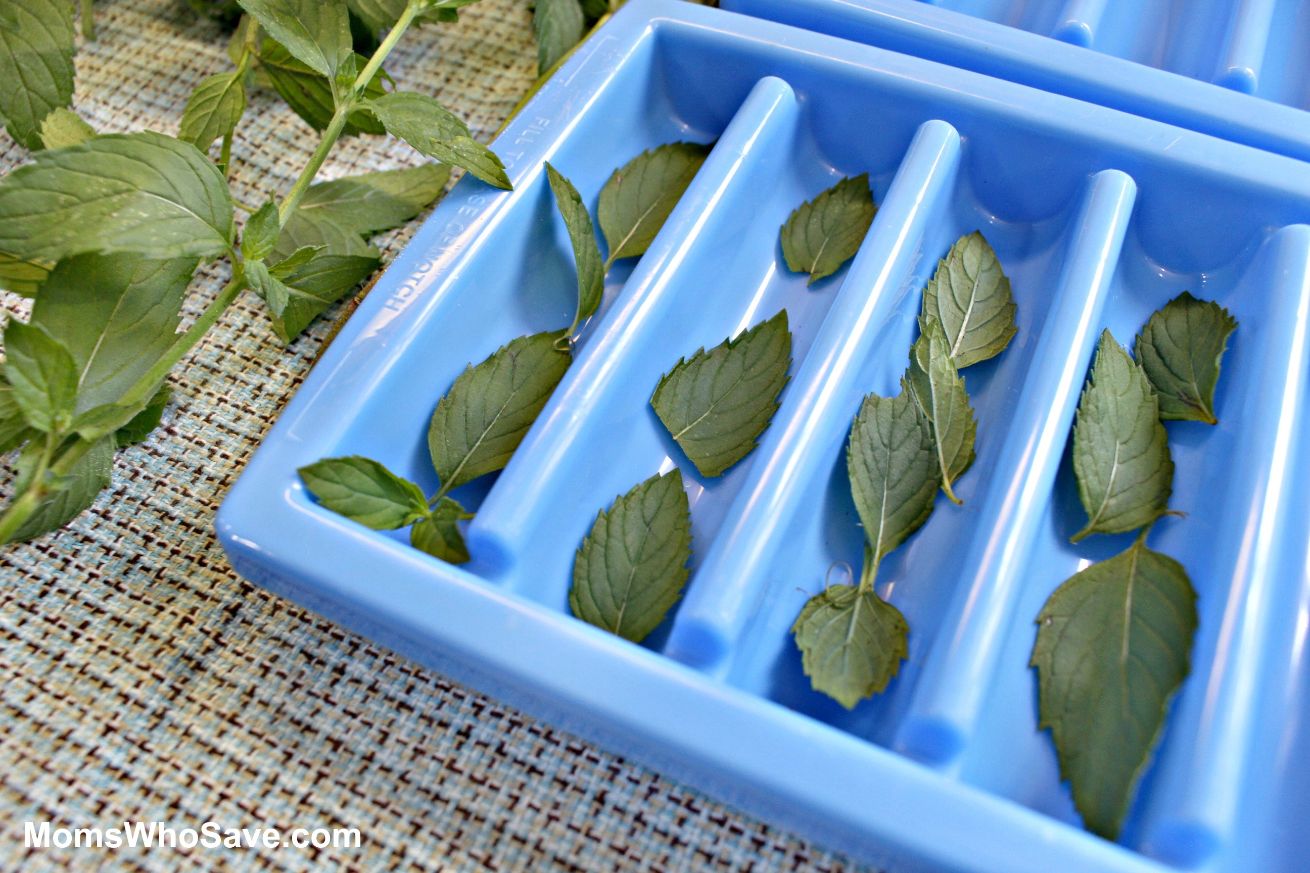 making mint ice cubes