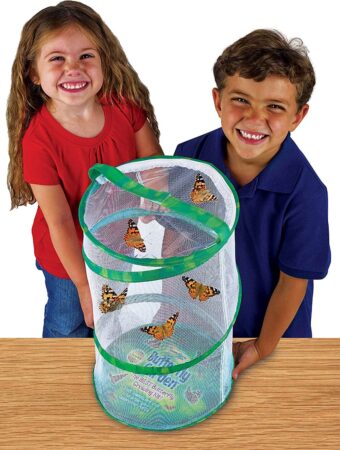 butterfly raising kits