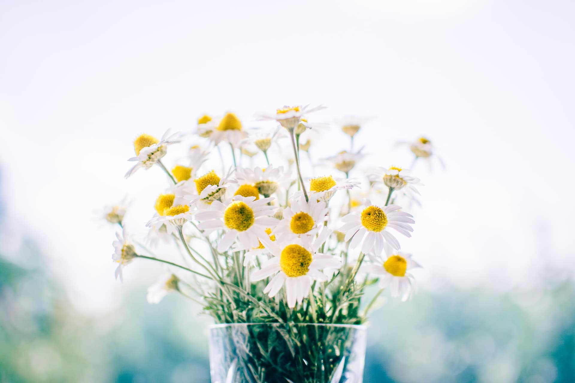 worst flowers for allergy sufferers