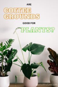 are coffee grounds good for houseplants