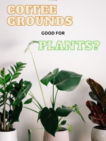 are coffee grounds good for houseplants