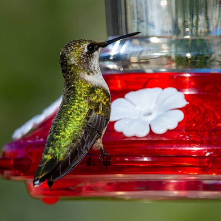Our Favorite Unique Hummingbird Feeders