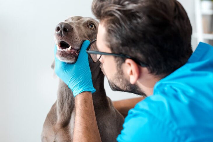 Essential Steps to Prepare for Your Dog's Tooth Extraction