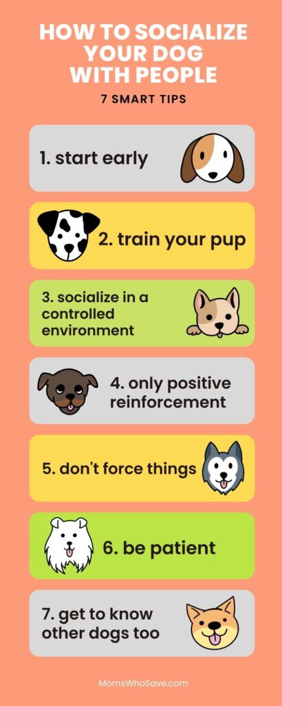 how to socialize your dog infographic