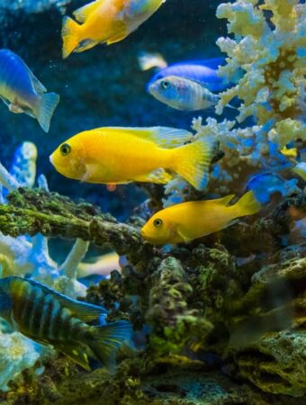 Choosing the Best Freshwater Aquarium Fish