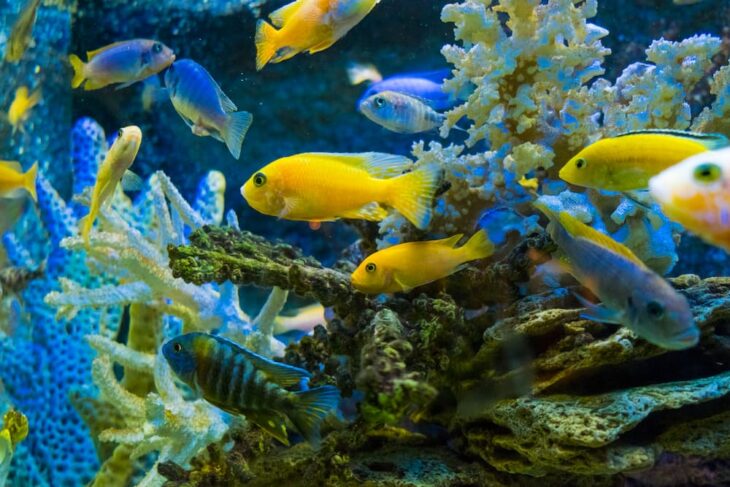 Choosing the Best Freshwater Aquarium Fish