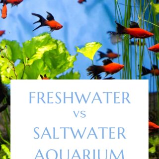 Freshwater vs Saltwater Aquarium: How to Decide Which is Right for You