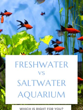 Freshwater vs Saltwater Aquarium