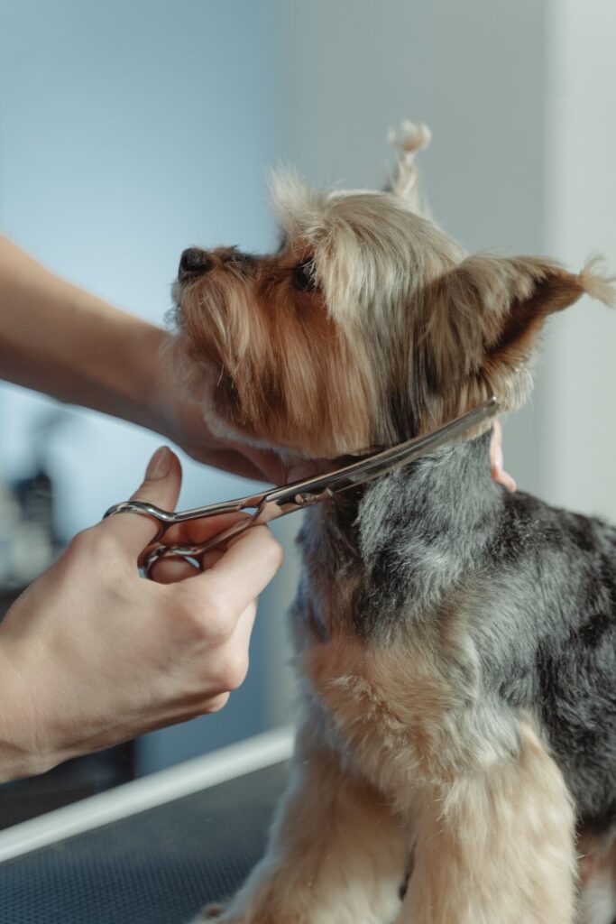 How to Help Your Dog Overcome Anxiety at the Groomers