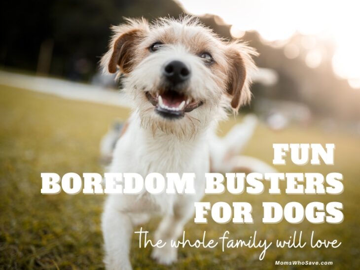 Fun Boredom Busters for Dogs the Whole Family Will Enjoy