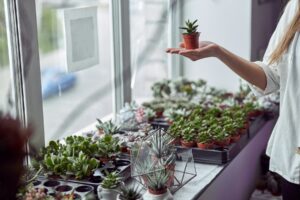baby plants