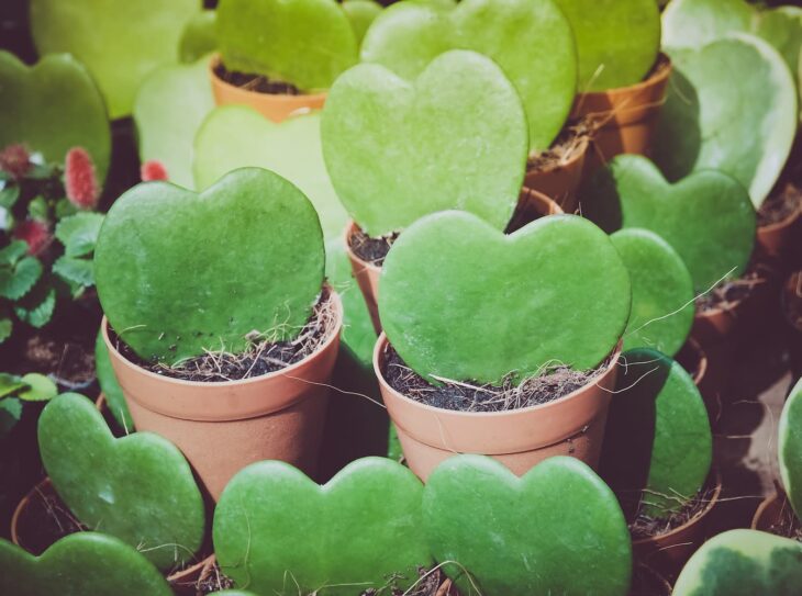 sweetheart plants