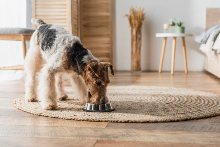 Feeding Your Dog a Well-Balanced Diet: Why its so Important
