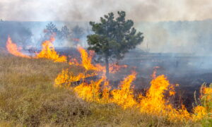 Fire Preparedness Tips for Wildfire Season
