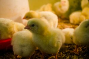 Hatching Chicken Eggs at Home