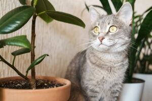 How to Protect Your Pets from Household Poisoning Risks