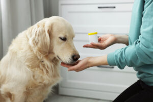 Pet Prescription Discount Cards: Your Complete Guide to Saving on Pet Medications