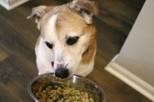 Rosie's Fresh Start: How The Farmer's Dog Is Changing the Way We Feed Our Senior Dog