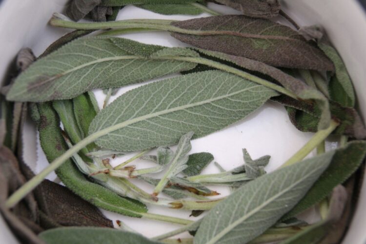 dried sage dried sage