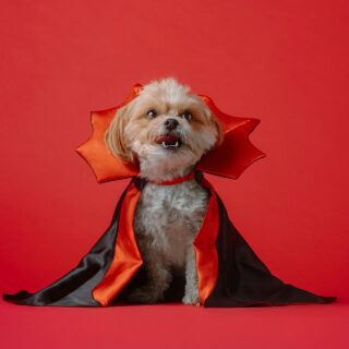 Free PetSmart Halloween Events 2026: Trick-or-Treating, Free Tote Bag & Spooky Pets